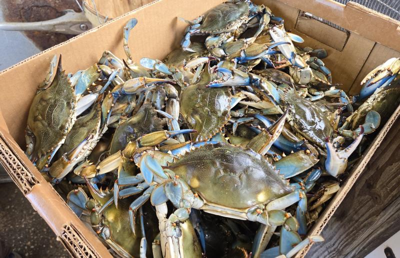 Dan Mills, a Felton-area man, is looking to build the state’s first blue crab hatchery. In addition to figuring out the logistics behind that, he would have to get a couple of laws changed. CHRIS FLOOD PHOTO